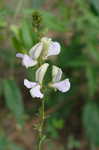 Spiked hoarypea